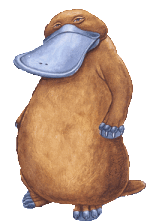 platypus-thumb-250x370.gif